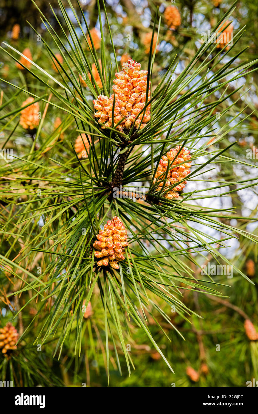 Les fleurs mâles du Pin sylvestre Pinus sylvestris au printemps - Dorset UK Banque D'Images