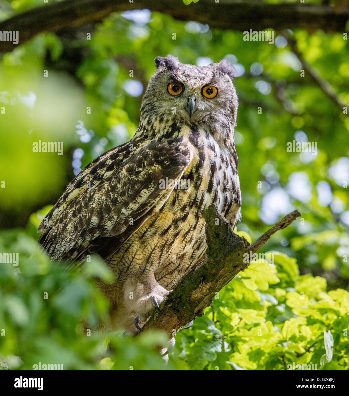Eagle Owl Bubo bubo le fixer de son perchoir dans un chêne Banque D'Images