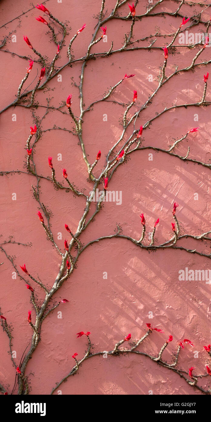 Bourgeons à feuilles rouges de la vigne vierge Parthenocissus quinquefolia emerging au début du printemps sur un mur de la maison rose à Bristol UK Banque D'Images