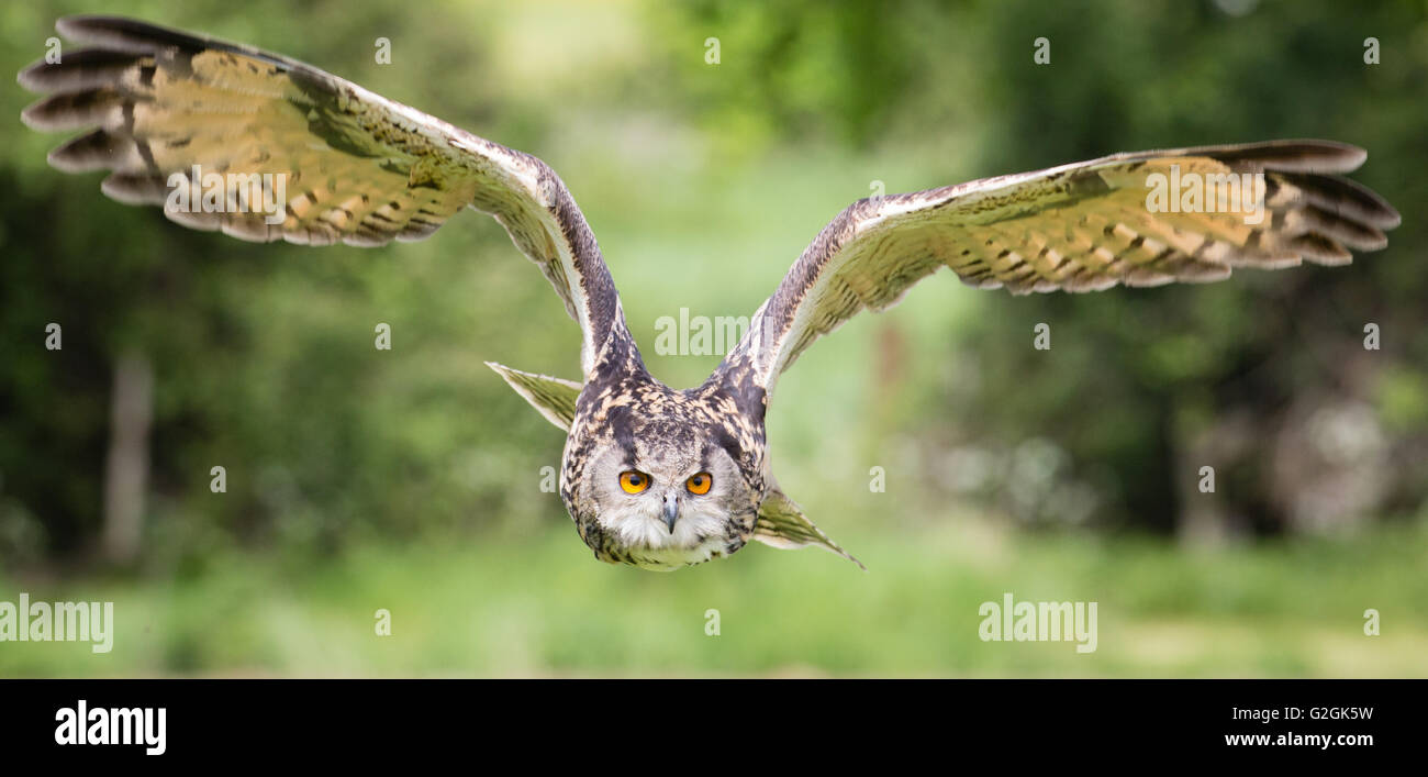 Eagle Owl Bubo bubo en vol au-dessus d'un champ d'oiseaux formés - Gloucestershire Banque D'Images