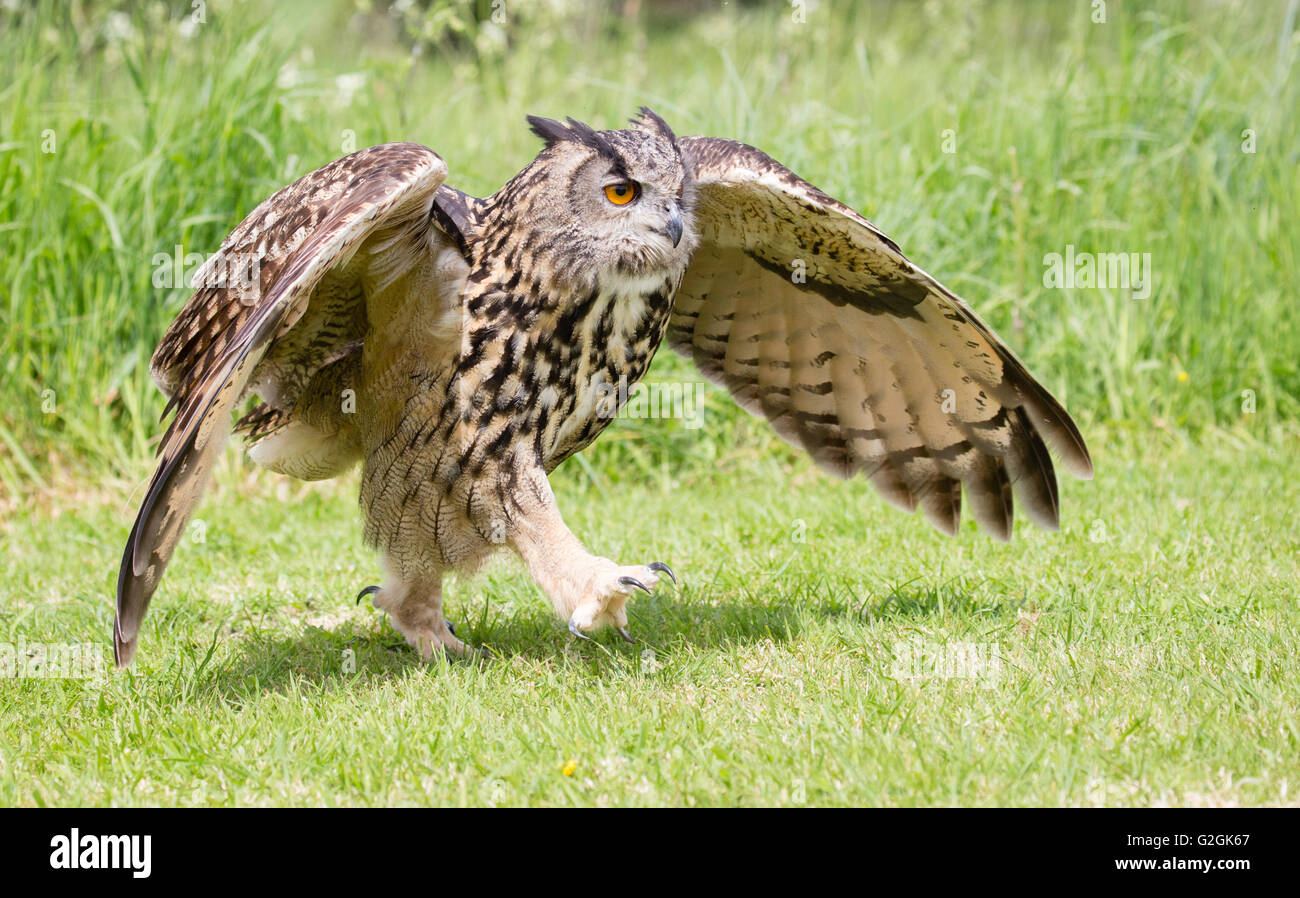 Eagle Owl Bubo bubo en marchant le long du sol avec ailes déployées - oiseaux formés Gloucestershire Banque D'Images