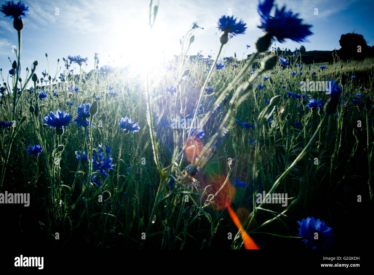 Fleurs sauvages dans la zone bleue avec un soleil brillant et les reflets Banque D'Images
