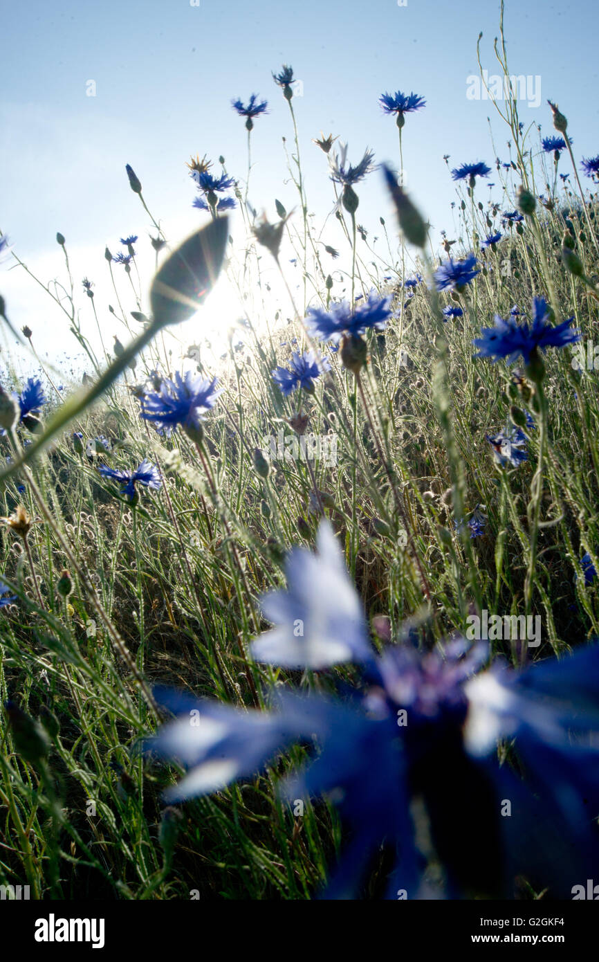 Fleurs bleu in Grassy Field, Close-up Banque D'Images