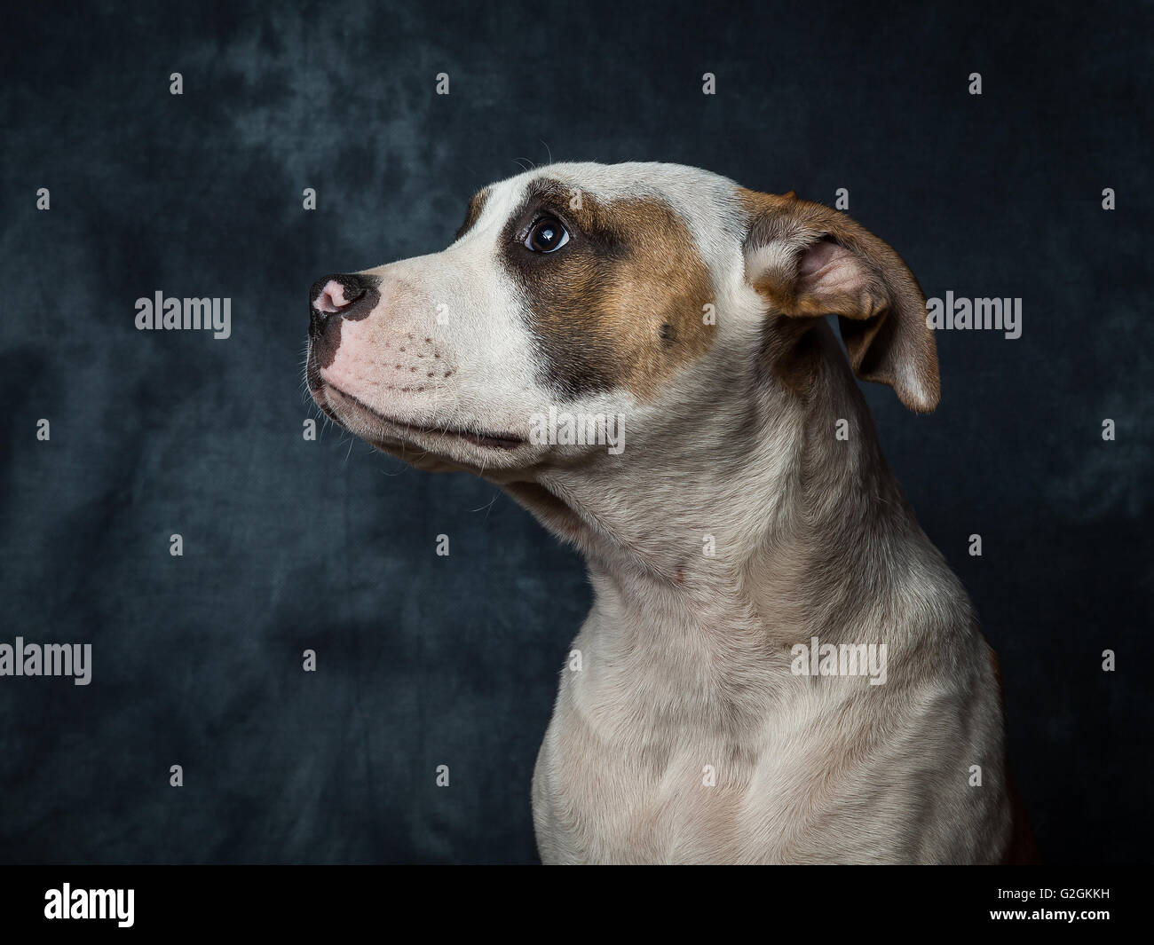 Yuna l'American Bulldog chiot âgé de seulement 5 mois Banque D'Images