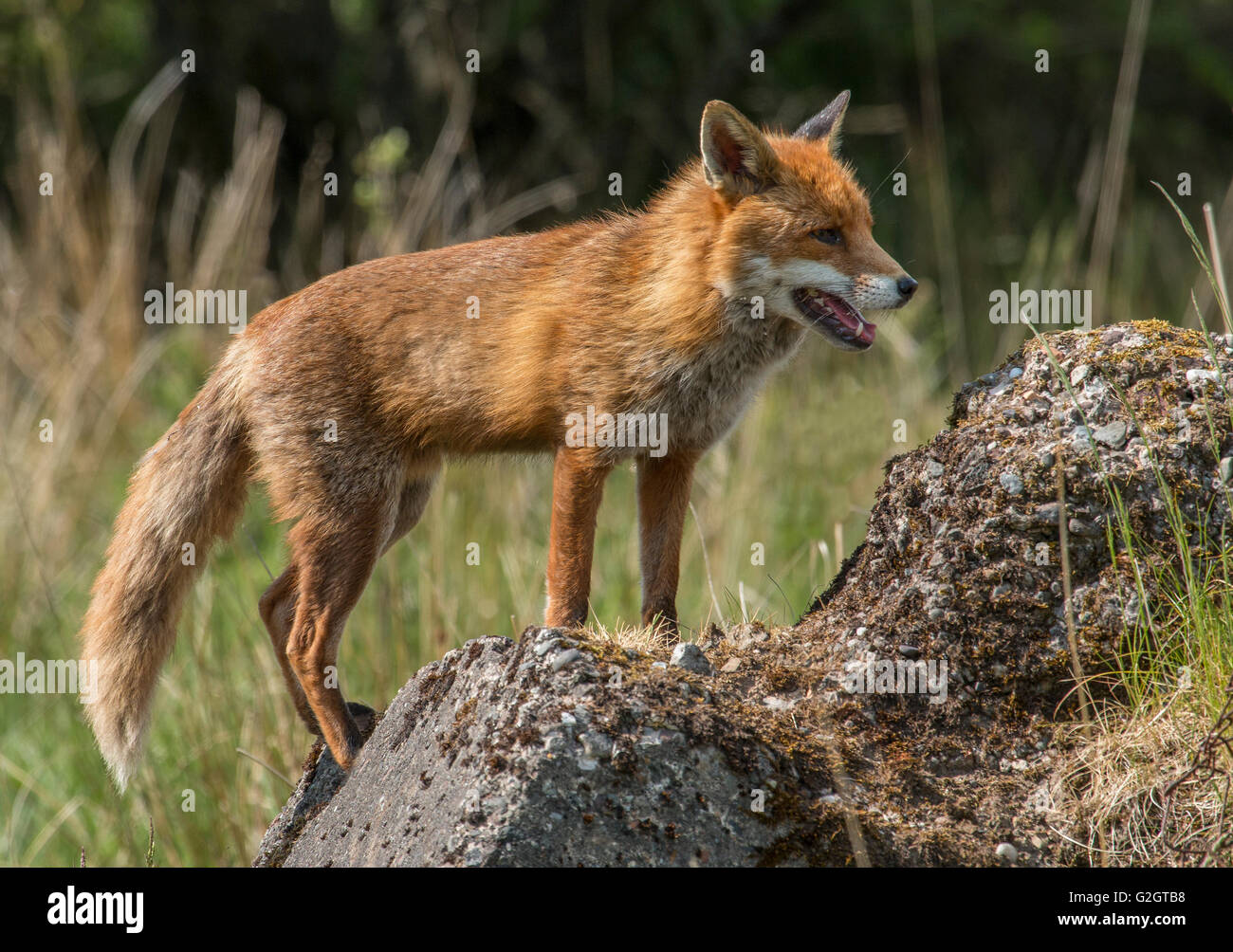 Red Fox sur les roches Banque D'Images