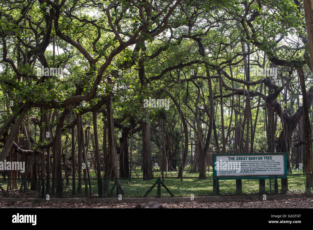 Ficus benghalensis, Indian banyan, Moraceae, sous-continent indien, en Asie Banque D'Images