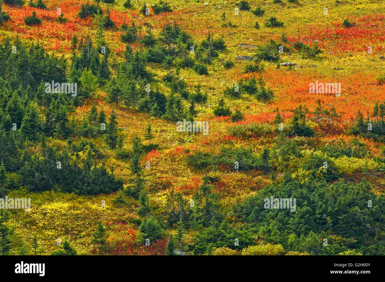 Alpine zone Banque de photographies et d’images à haute résolution - Alamy