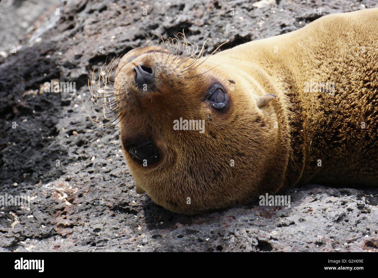 Joint sur la plage. Photographié dans l'île des Galapagos, Equateur Banque D'Images