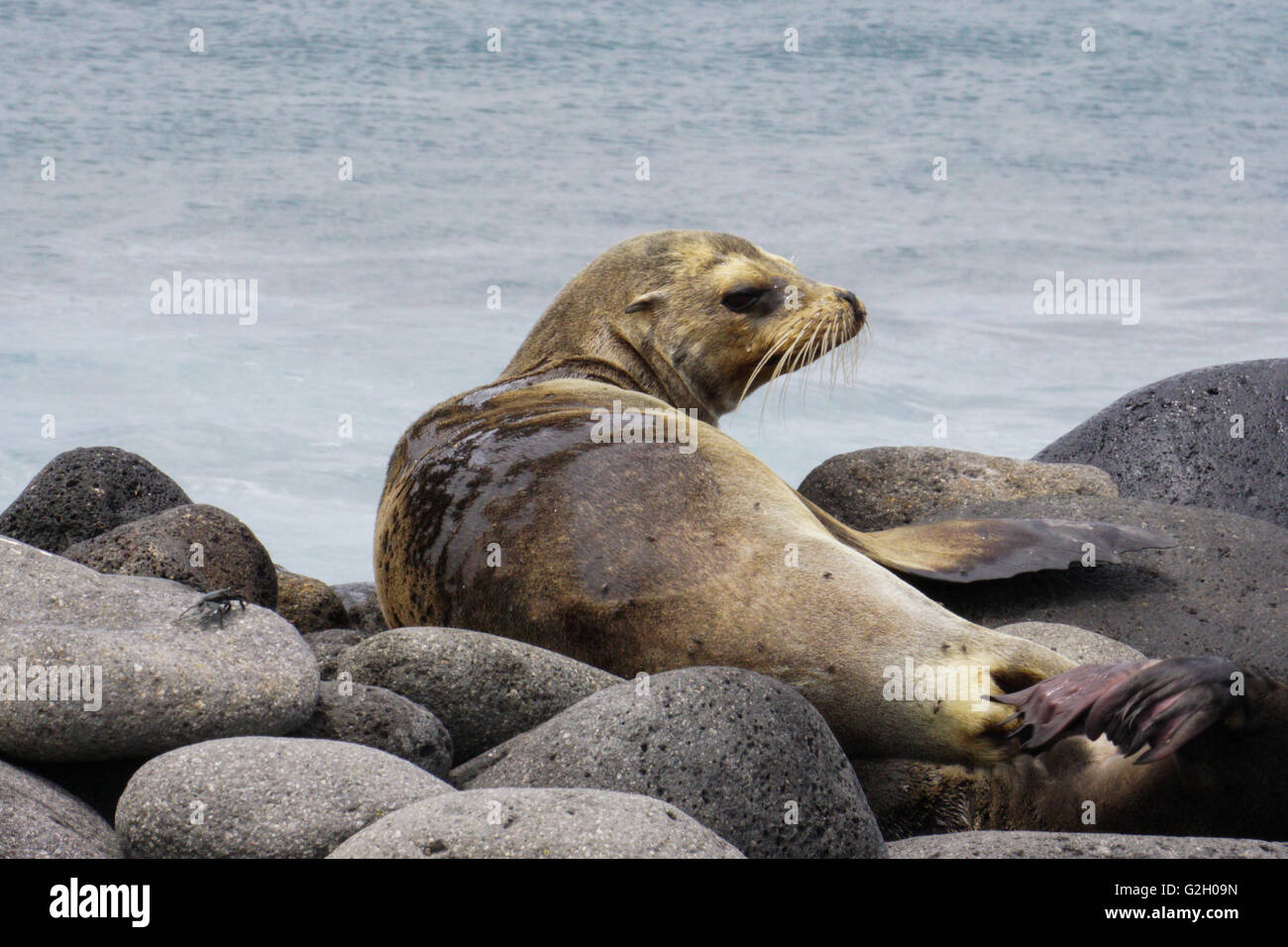 Joint sur la plage. Photographié dans l'île des Galapagos, Equateur Banque D'Images