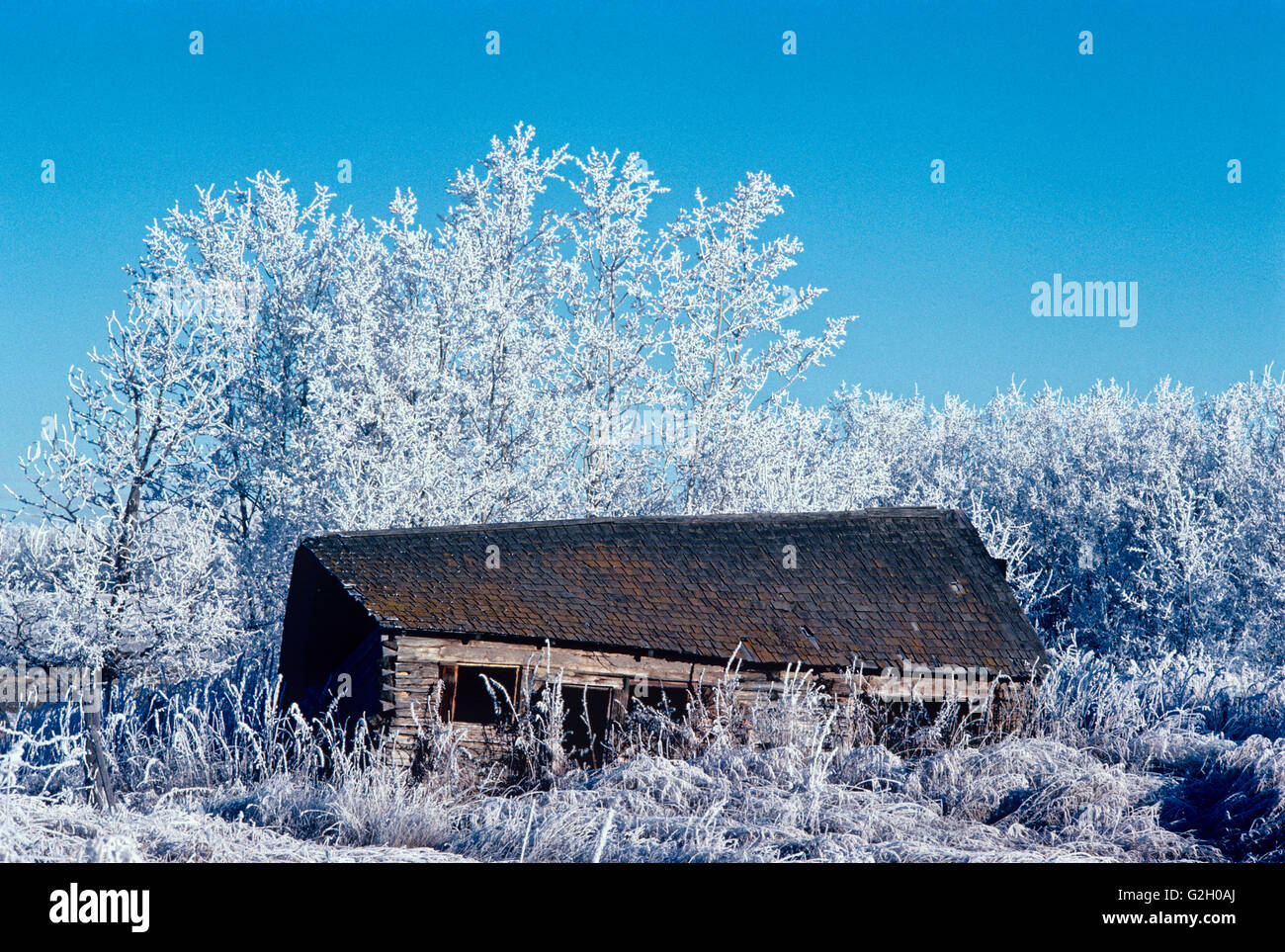 Homestead dans la gelée blanche, Stony Plain, Alberta, Canada Banque D'Images