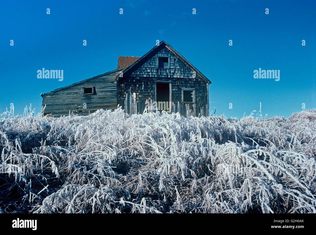 Homestead et de hautes herbes recouvert de glace, Stony Plain, Alberta, Canada Banque D'Images