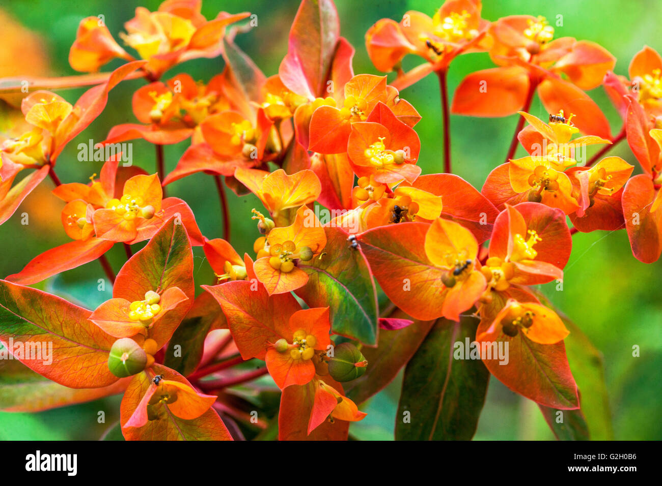 Euphorbia griffithii 'Fireglow', de l'euphorbe ésule, de fleurs Banque D'Images