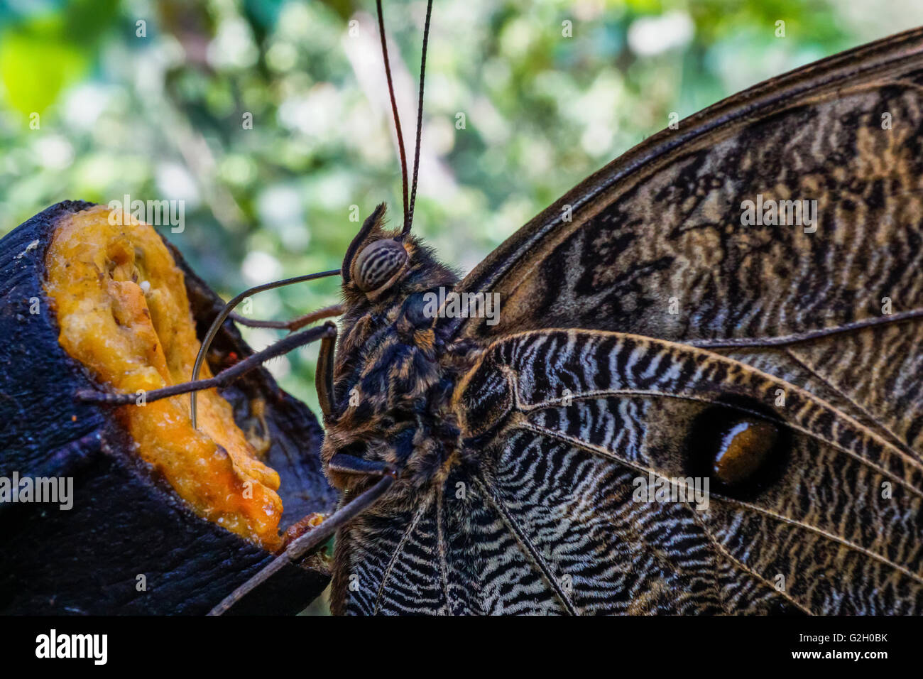 Owl butterfly (Caligo) photographié dans l'Amazonie péruvienne Banque D'Images