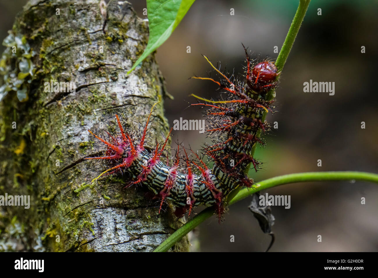 Caterpillar photographié dans la jungle amazonienne, le Pérou Banque D'Images