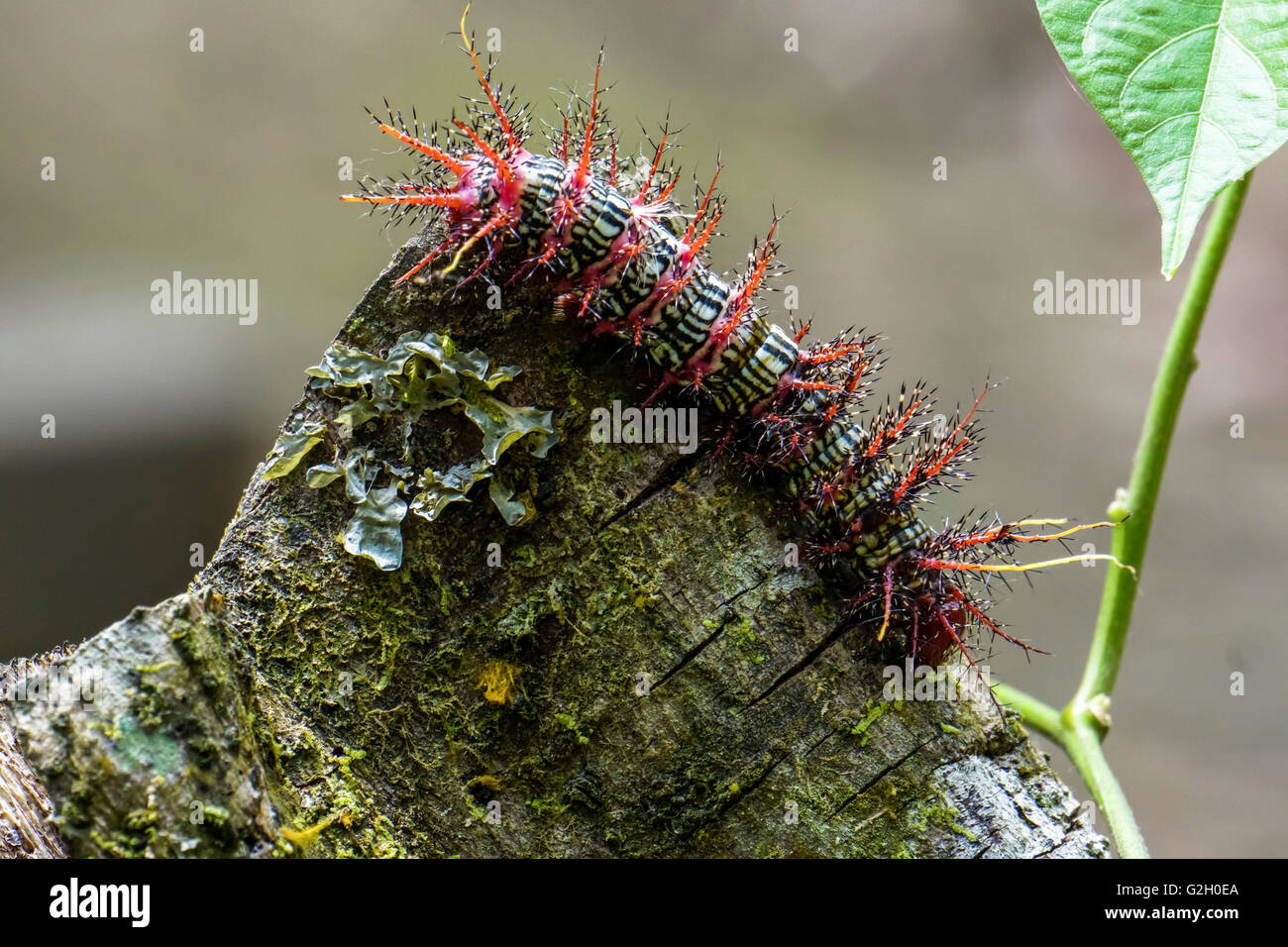 Caterpillar photographié dans la jungle amazonienne, le Pérou Banque D'Images