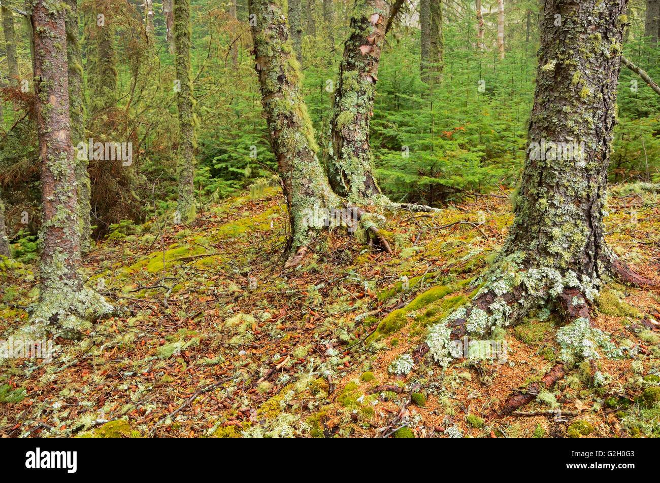 Couverts de lichen des arbres dans la forêt boréale de l'Ontario Canada parc provincial Neys Banque D'Images