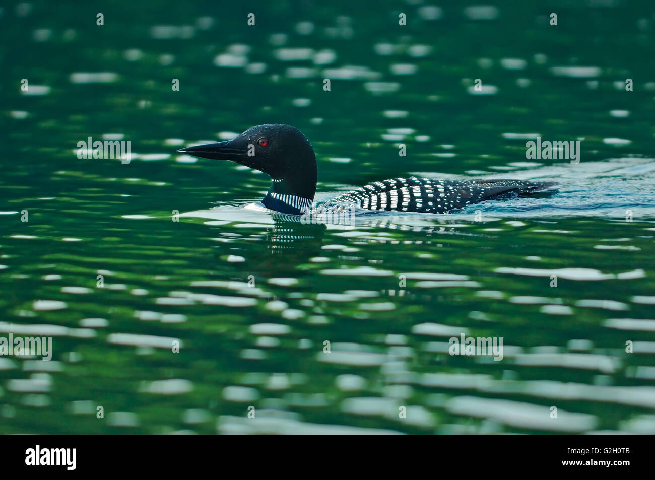 La Great Northern ou Common Loon Gavia immer sur Killarney Lake Parc provincial Killarney Ontario Canada Banque D'Images