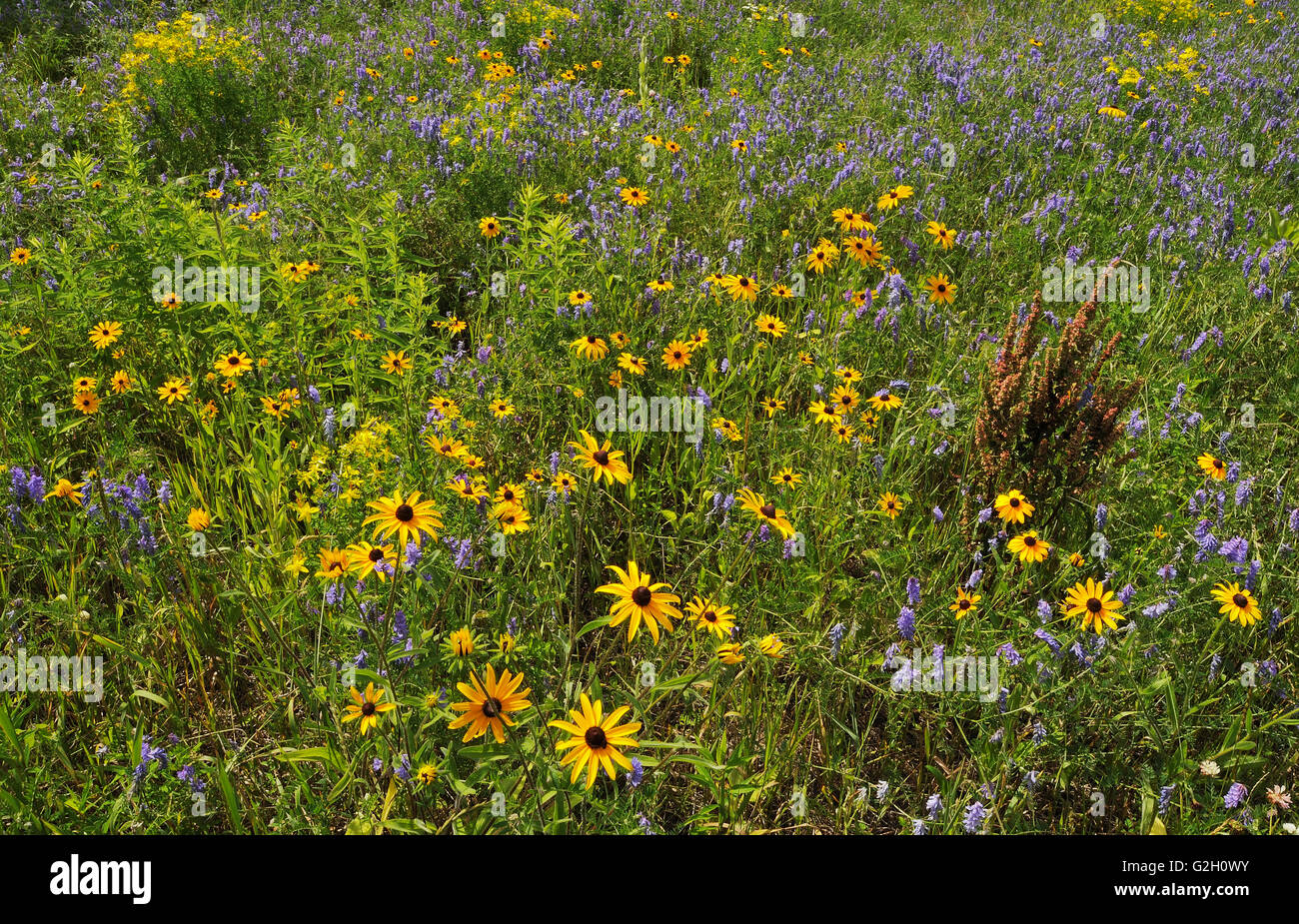 WIldlfowers (susans black-eyed - Rudbeckia hirta - et la vesce) dans la région de Meadow Pendleton Ontario Canada Banque D'Images