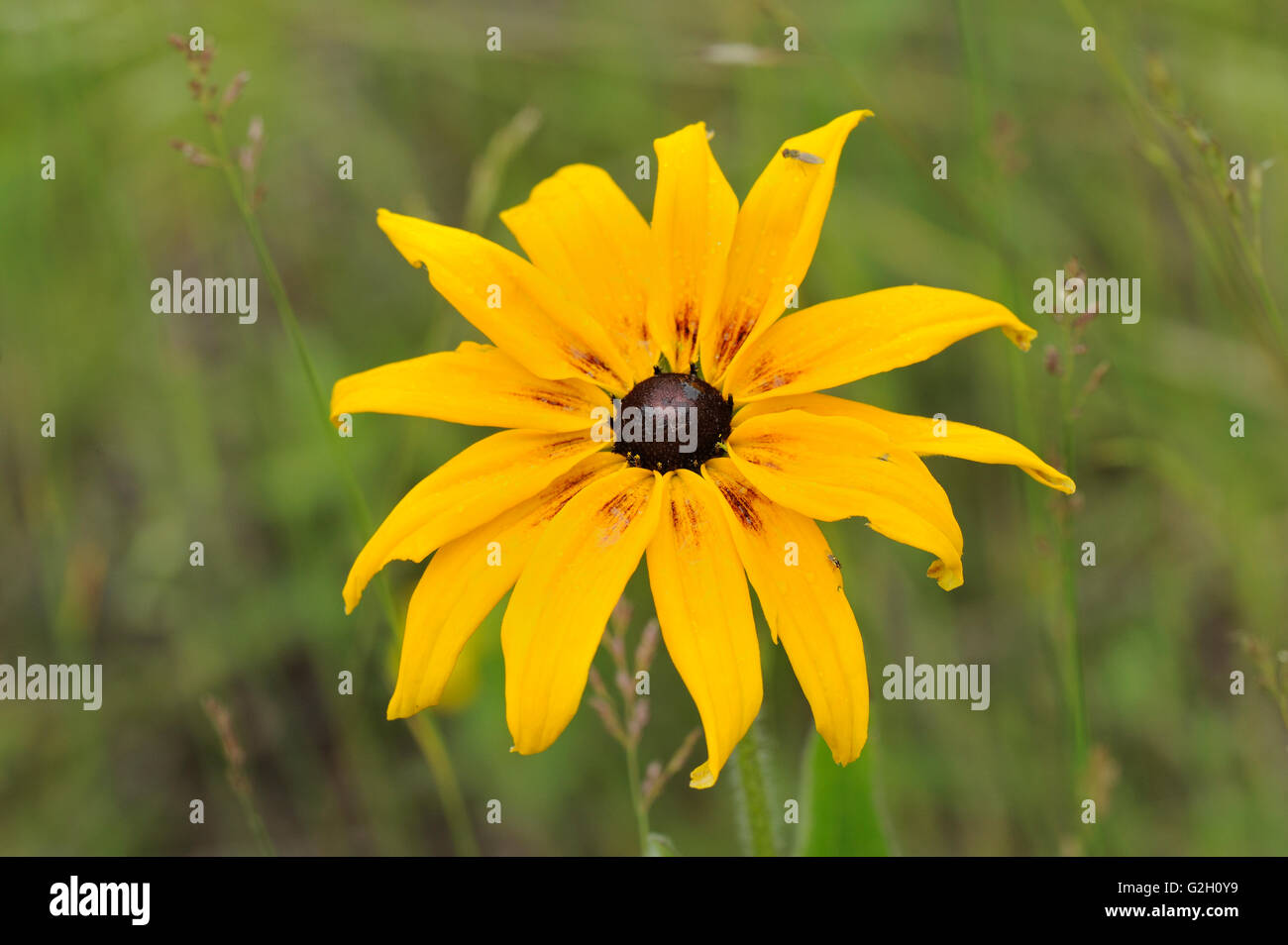 Black-Eyed Susan (Rudbeckia hirta) Temagami (Ontario) Canada Banque D'Images