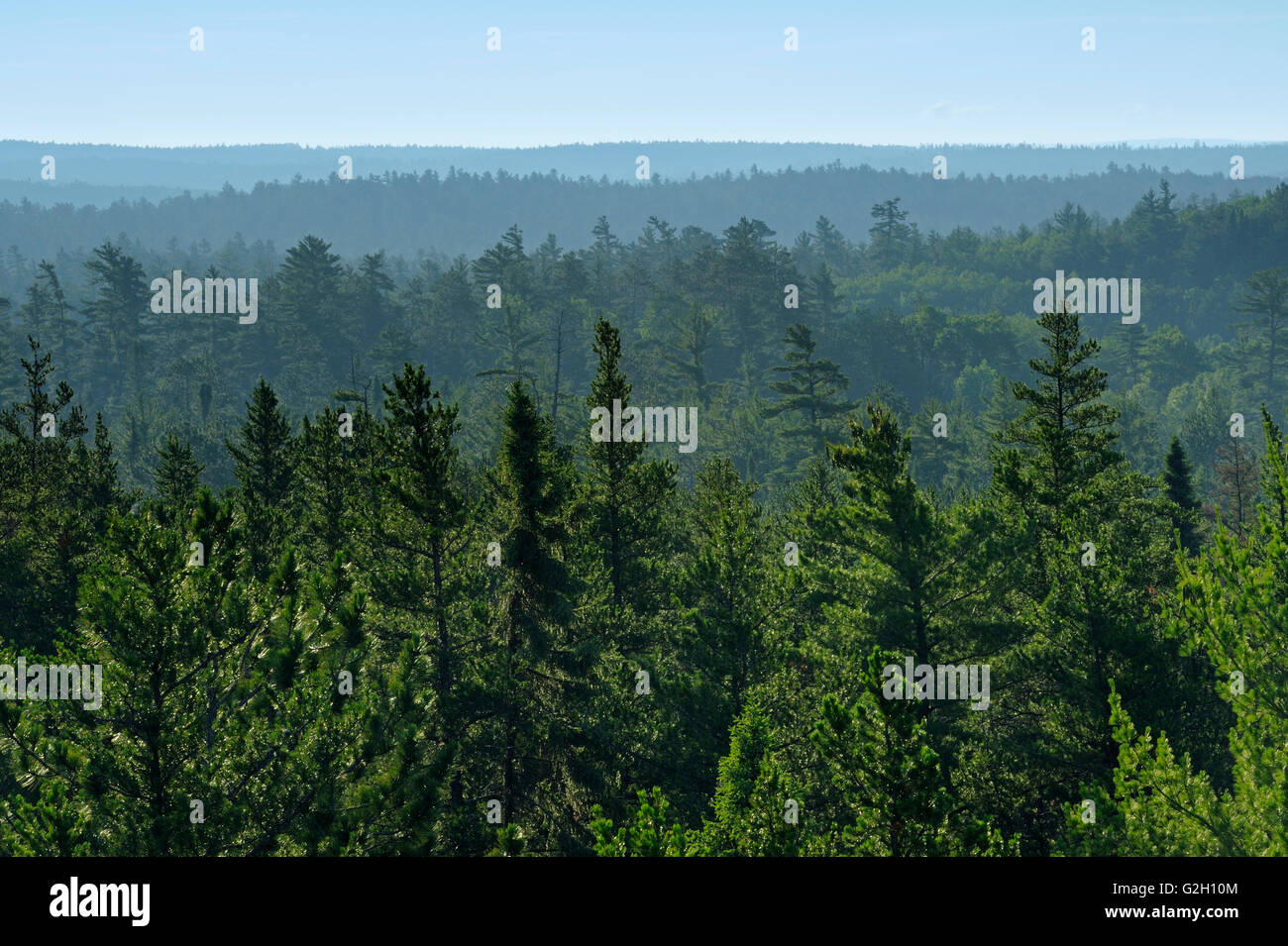 Les vieux peuplements de pins dans la forêt de l'ours blanc Temagami Ontario Canada Banque D'Images