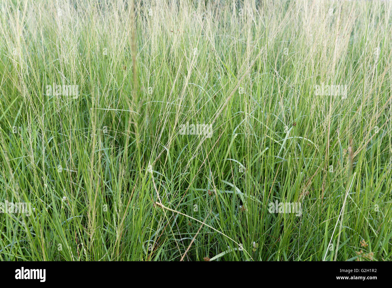 De l'herbe sont en fleurs dans la cour pour la conception fond nature. Banque D'Images