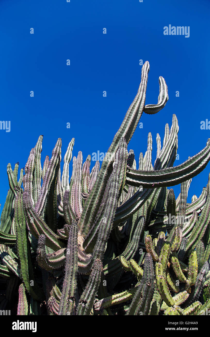 Fermer la vue du cactus dans la nature Banque D'Images