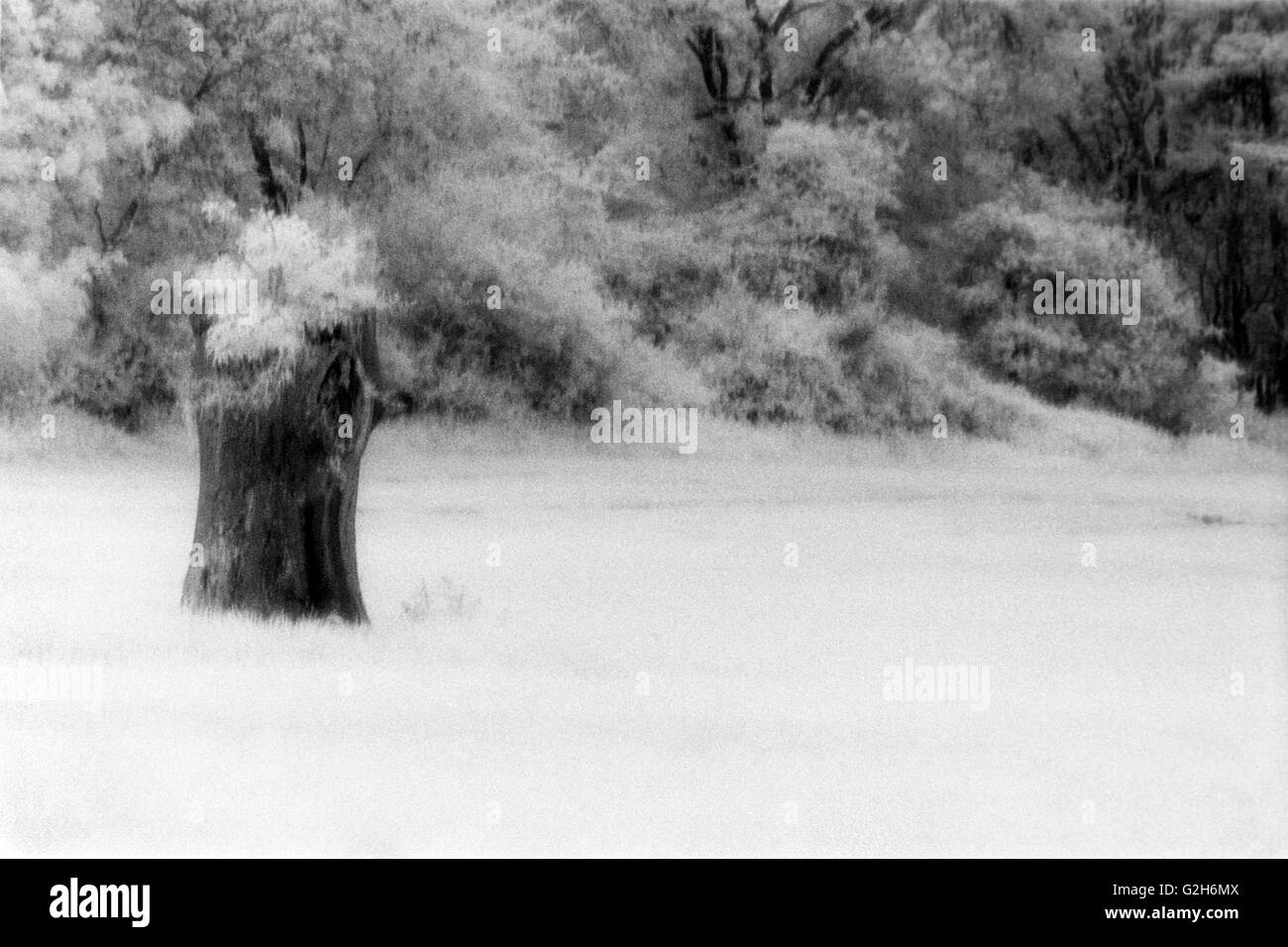 Souche d'arbre mort avec une nouvelle croissance de plus en plus haut dans un champ spécial film effet infra rouge england uk Banque D'Images