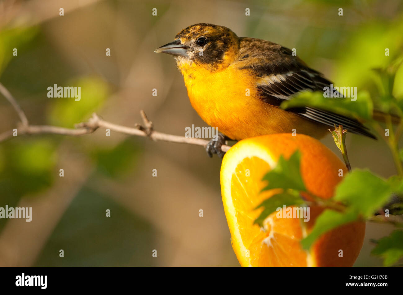 Les oiseaux trouvés en Ontario Canada Banque D'Images