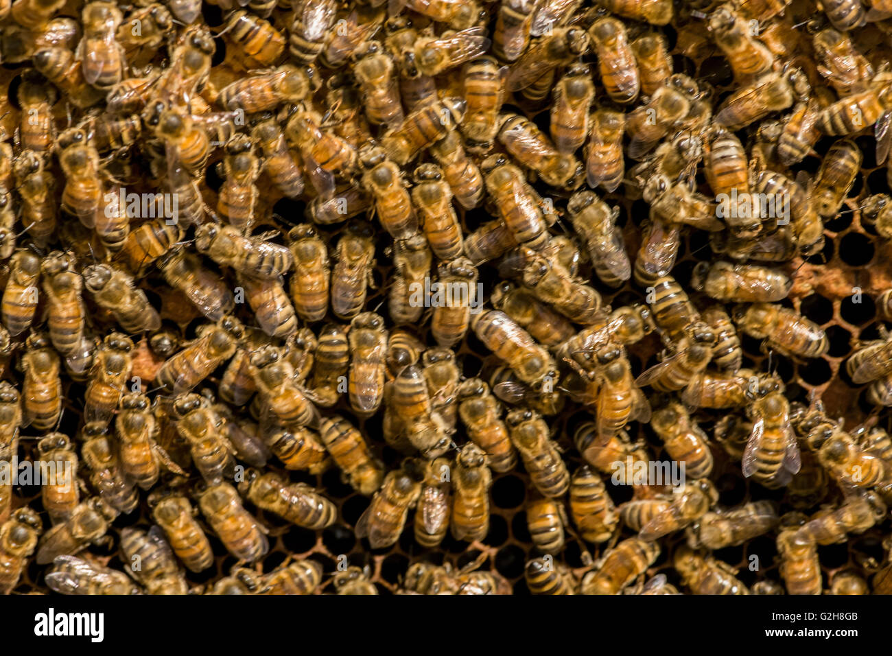 Plein cadre d'ouvrières entreposer le miel et tendant la pépinière, dans l'ouest de Washington, États-Unis Banque D'Images