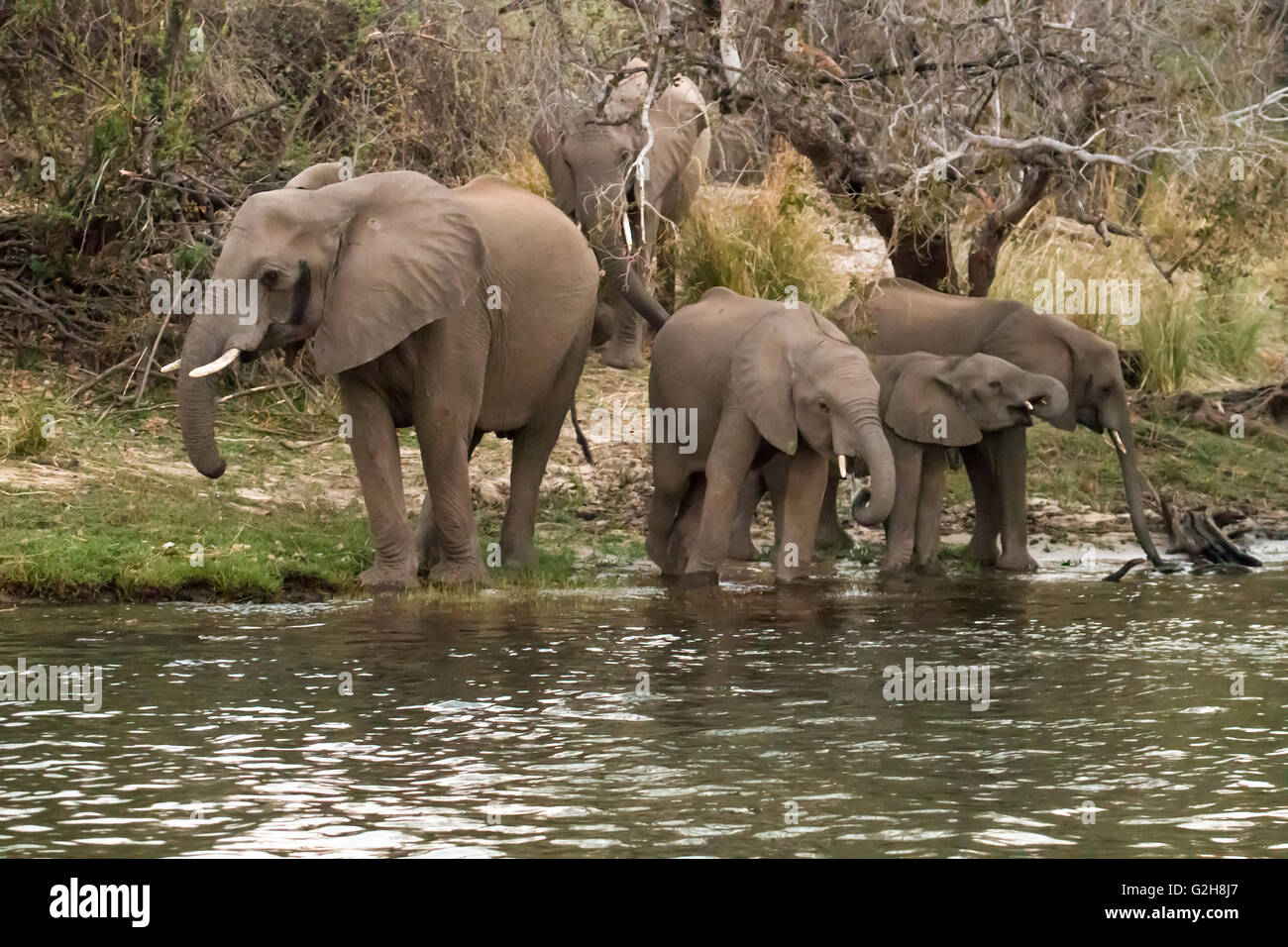 Troupeau d'éléphants avec des adultes et des juvéniles de boire du Zambèze, au Zimbabwe, l'Afrique Banque D'Images