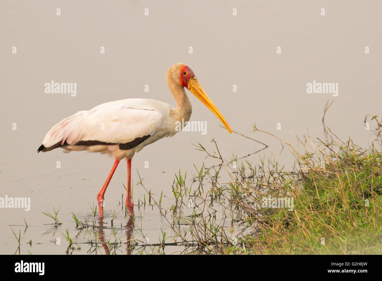 Yellow-billed Stork de patauger dans la rivière Chobe dans le Parc National de Chobe, Botswana, l'Afrique. Ils ont une technique de pêche à l'aide Banque D'Images