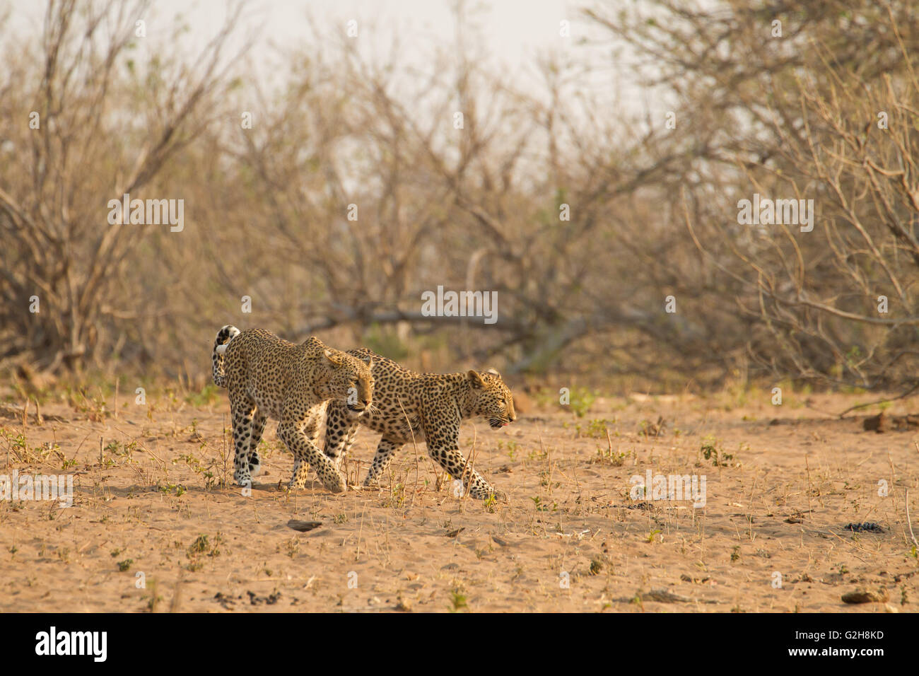 Deux Léopards la chasse dans la matinée dans le Parc National de Chobe, Botswana, Africa Banque D'Images