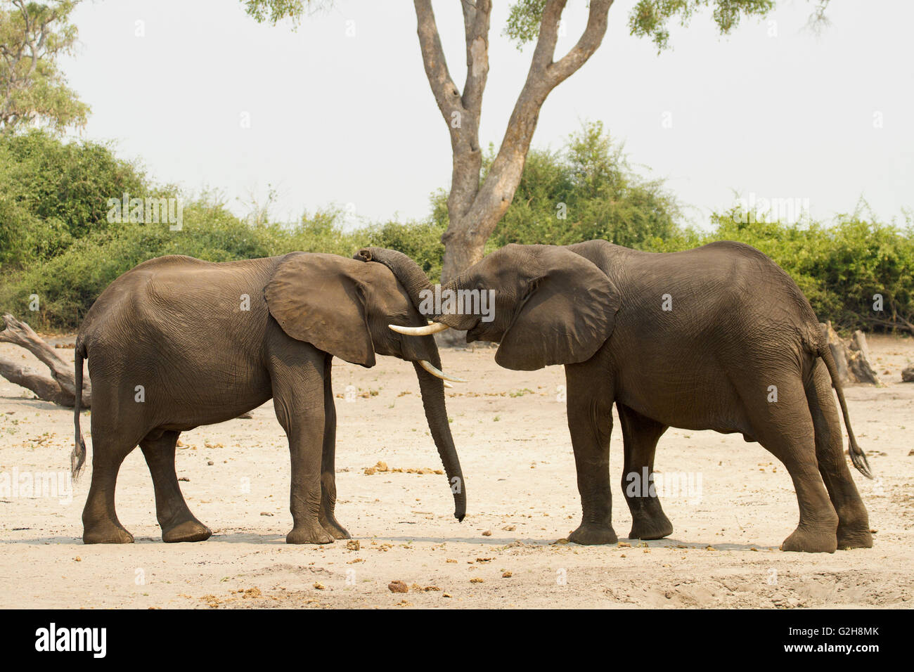 Les éléphants africains pour mineurs de jouer et montrer de l'affection avec leurs malles, dans le Parc National de Chobe, Botswana, Africa Banque D'Images