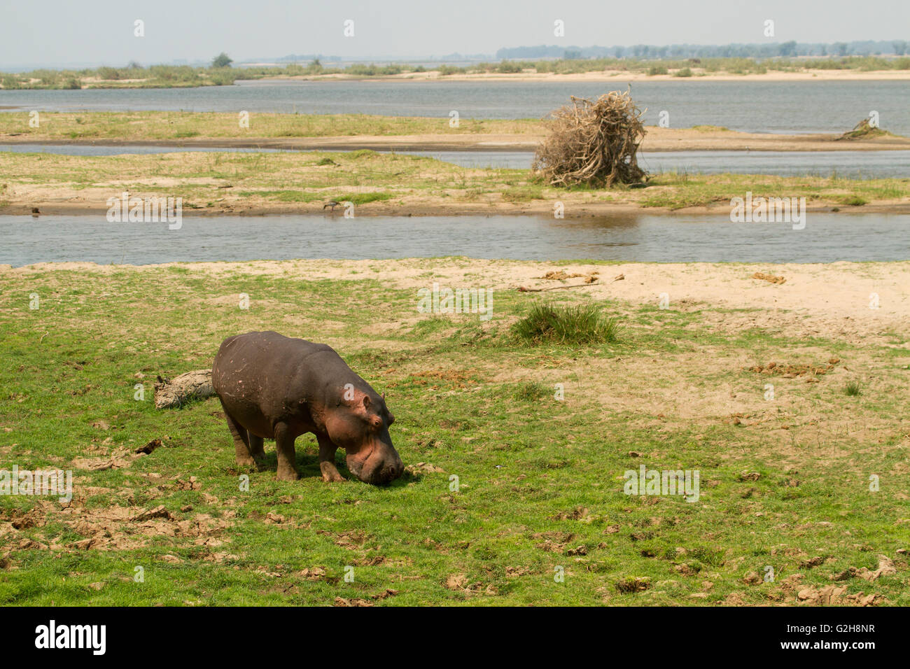 Hippopotame mange de l'herbe dans la zone directement en face du Royal Lodge Zambèze, Zambie, Afrique. Appelé 'Henry', il a de fréquents Banque D'Images