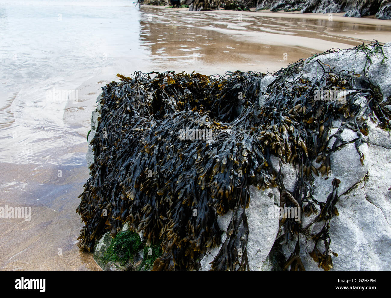 Les algues à Broadhaven Beach, Pembrokeshire Banque D'Images