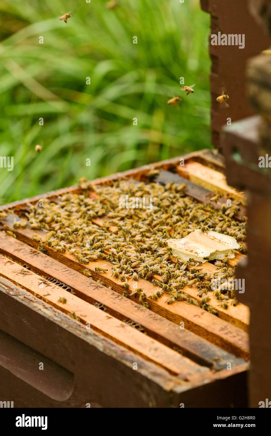 Voir les images de la super profond du miel qui va rester avec les abeilles au cours de l'hiver. Banque D'Images