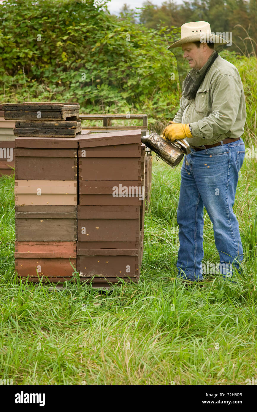 L'homme à l'aide d'une abeille fumeur pour calmer les abeilles et les faire passer à la partie inférieure de la ruche et mangent le miel Banque D'Images