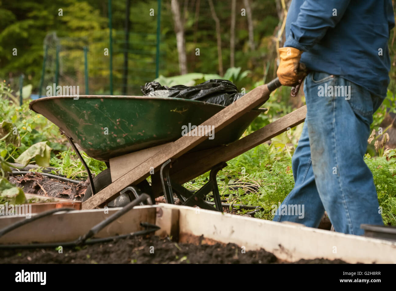 Man pushing wheelbarrow nettoyage jardin d'automne avec des lits surélevés à Mirrormont Jardin communautaire à Issaquah, Washington, USA Banque D'Images