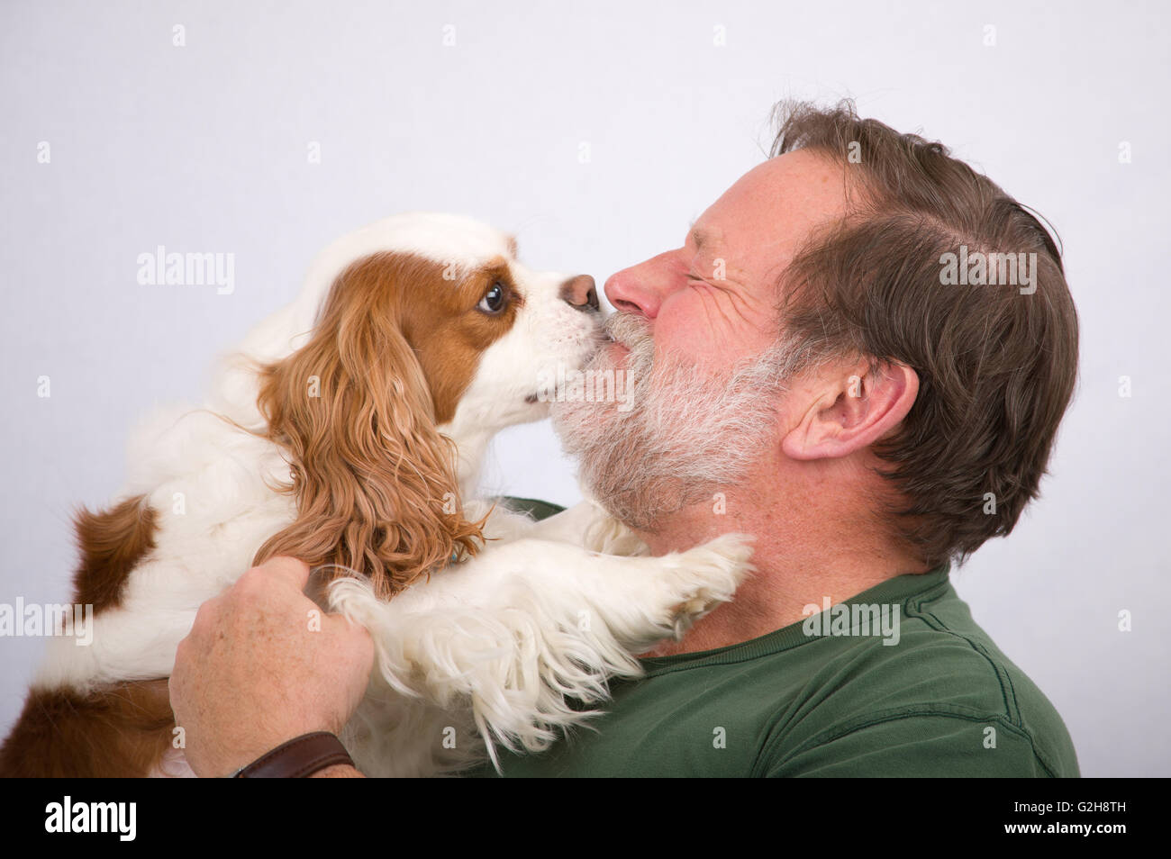 Mandy, un enfant de deux ans Cavalier King Charles Spaniel, en lui léchant le visage du propriétaire dans l'affection Banque D'Images