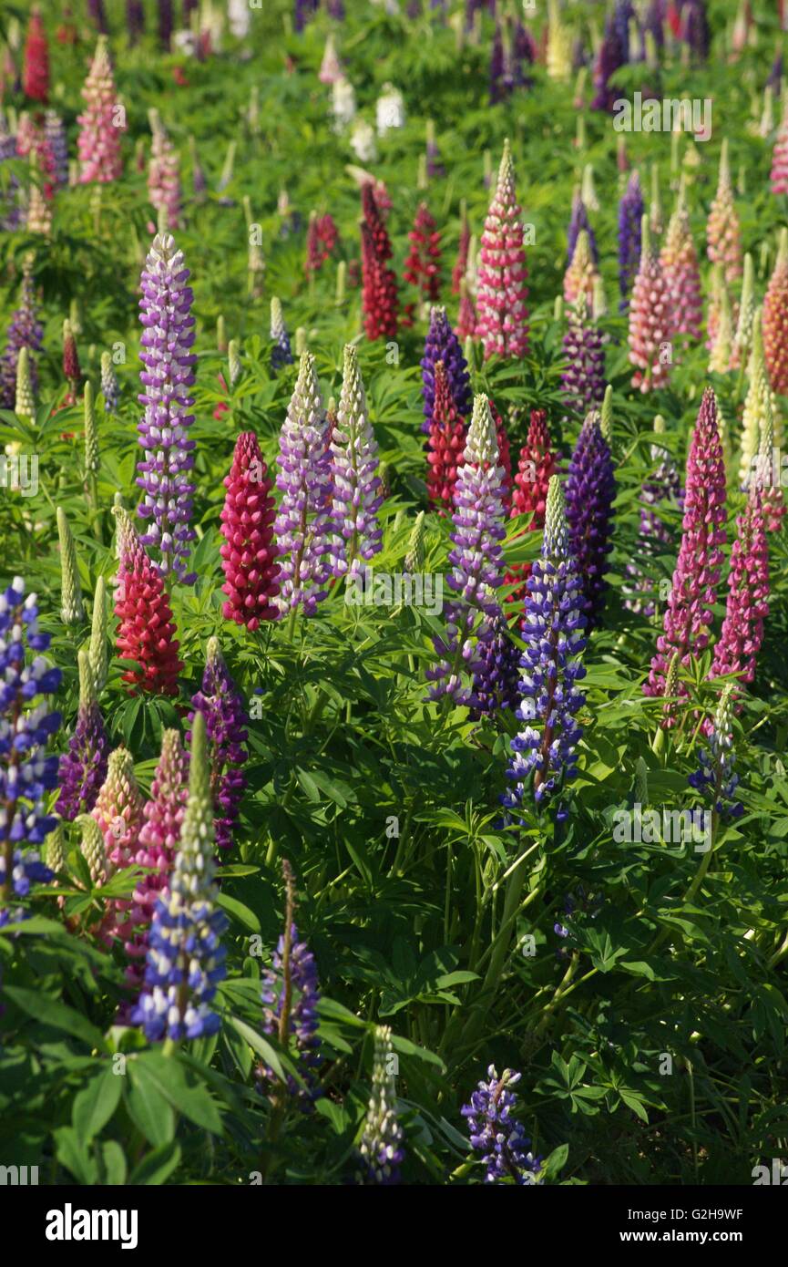 SONY DSC, lupins, fleurs, Pépinières, Suisse, violet, rose, jaune, rouge,  bleu Photo Stock - Alamy