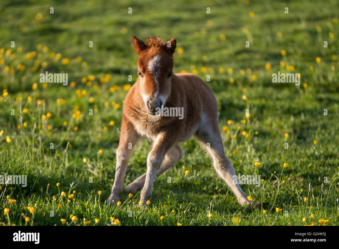 Southport Merseyside Royaume Uni 31 Mai 16 Ce Nouveau Ne Jeune Degingande Creme Palomino Poney Shetland Qui A La Naissance Pesait Moins Qu Un Nouveau Ne Bebe Humain Se Rechauffe Dans Le Soleil Du
