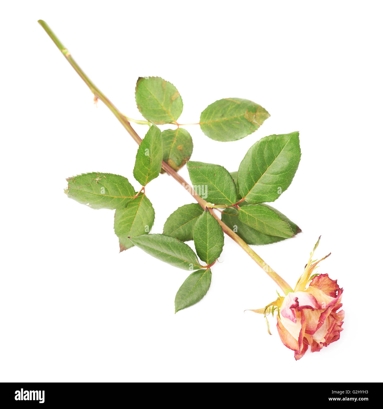 Rose séché au fond blanc Banque D'Images