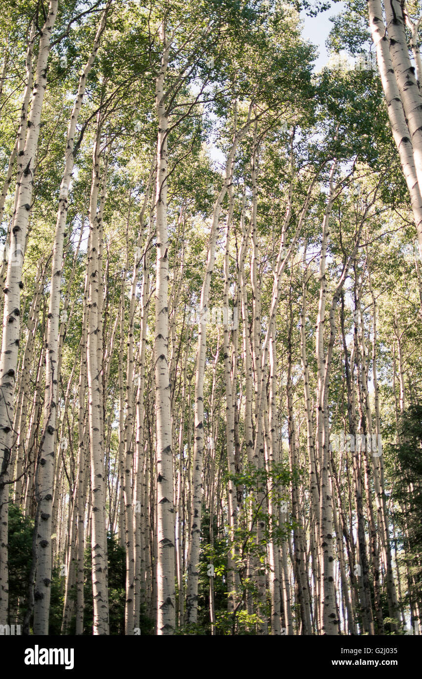 Bosquet de peupliers blancs, Close-Up, Colorado, USA Banque D'Images