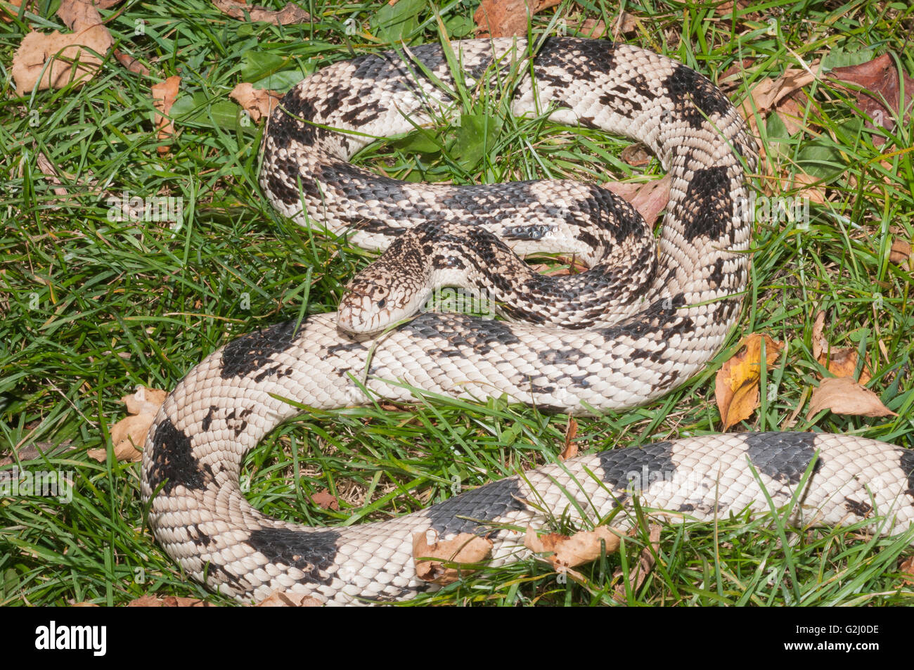 Pin du nord, serpent Pituophis melanoleucus melanoleucus ; indigènes de SE USA Banque D'Images