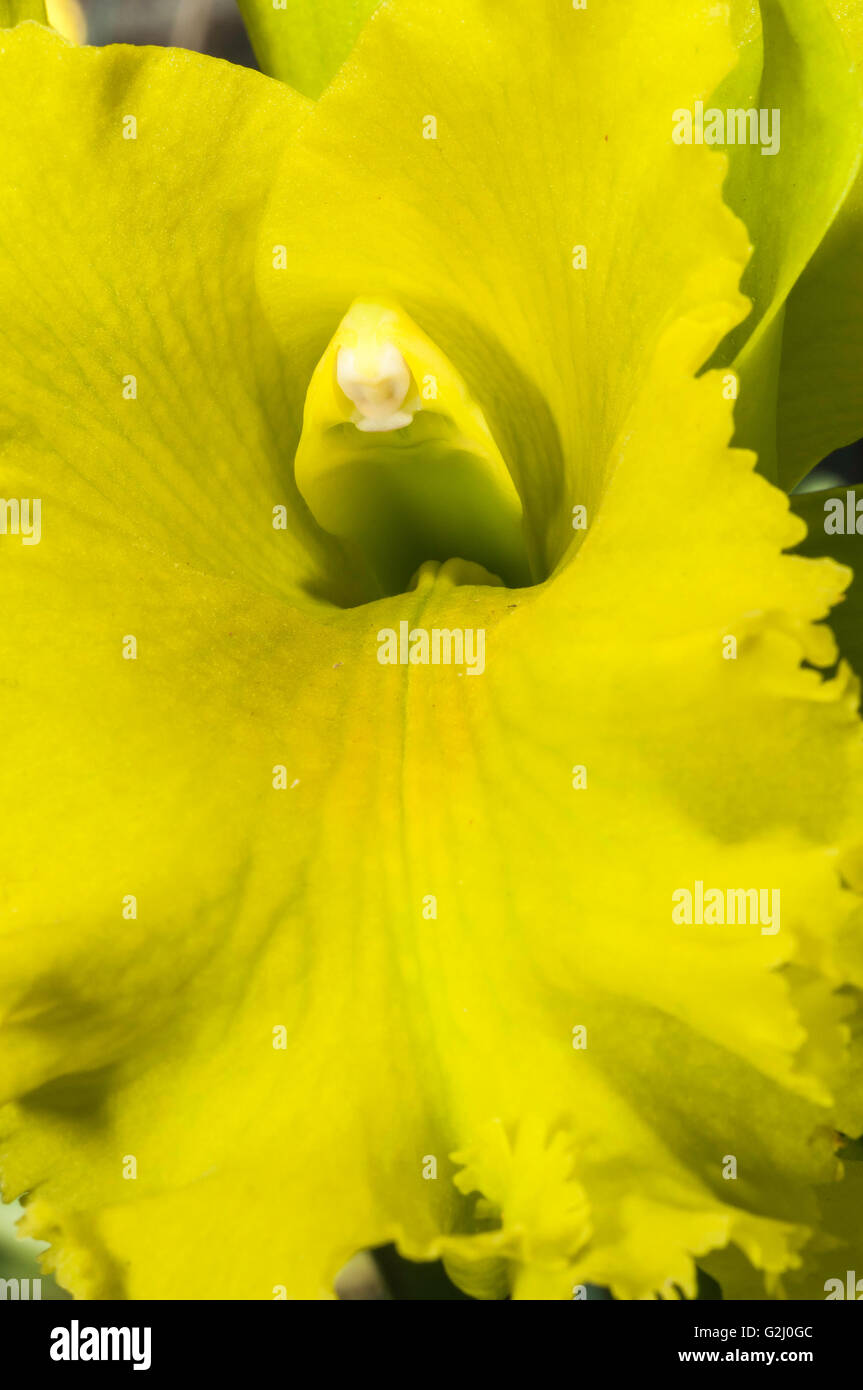 Blc. Ports de Paradise 'Emerald Isle', orchidée hybride Banque D'Images