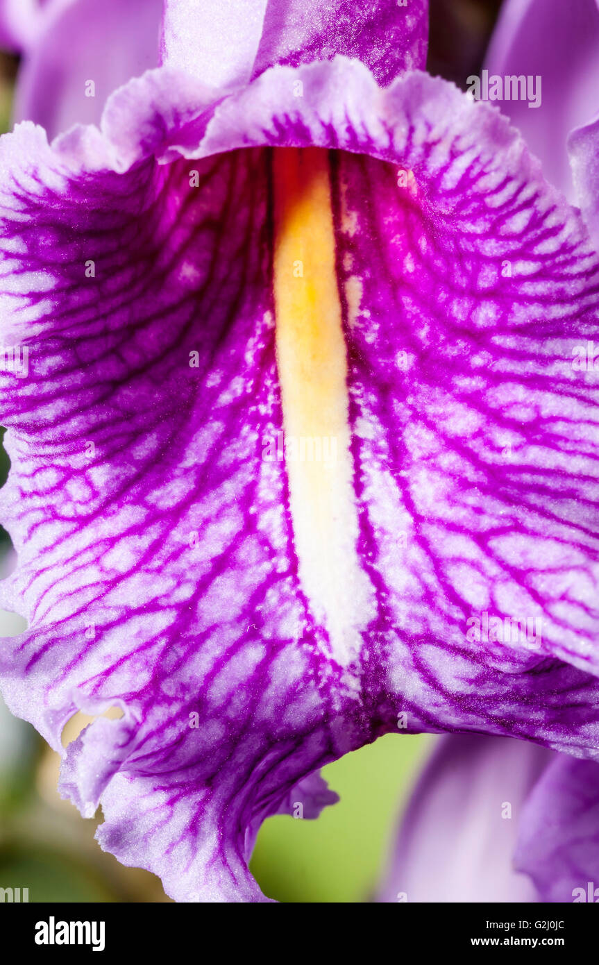 Orchidée Cattleya maxima, espèces, indigènes de l'Équateur, le Pérou et la Colombie Banque D'Images