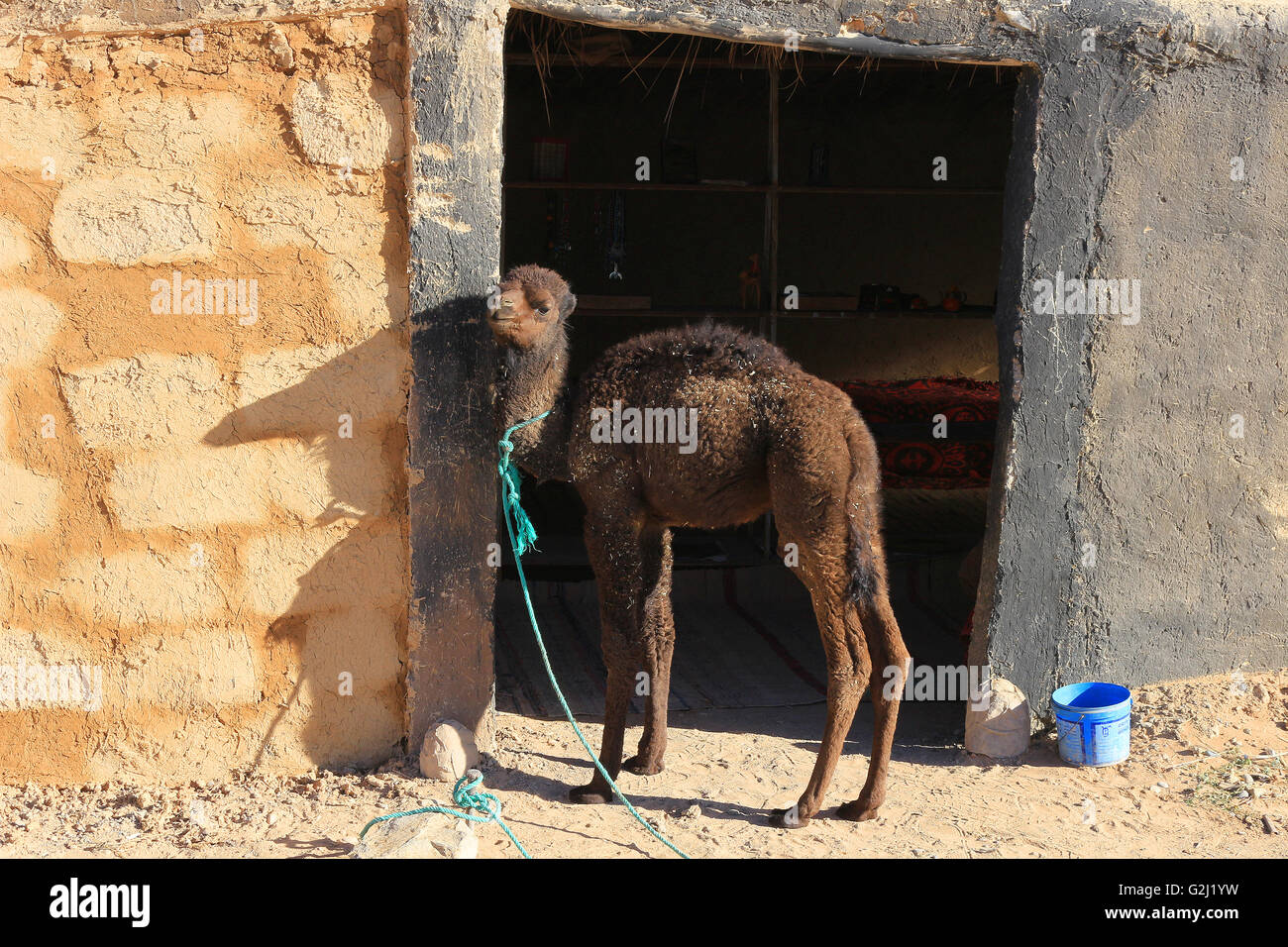 Chameau bébé ou d'un veau l'article attaché à elle est la pièce jointe au Maroc Banque D'Images