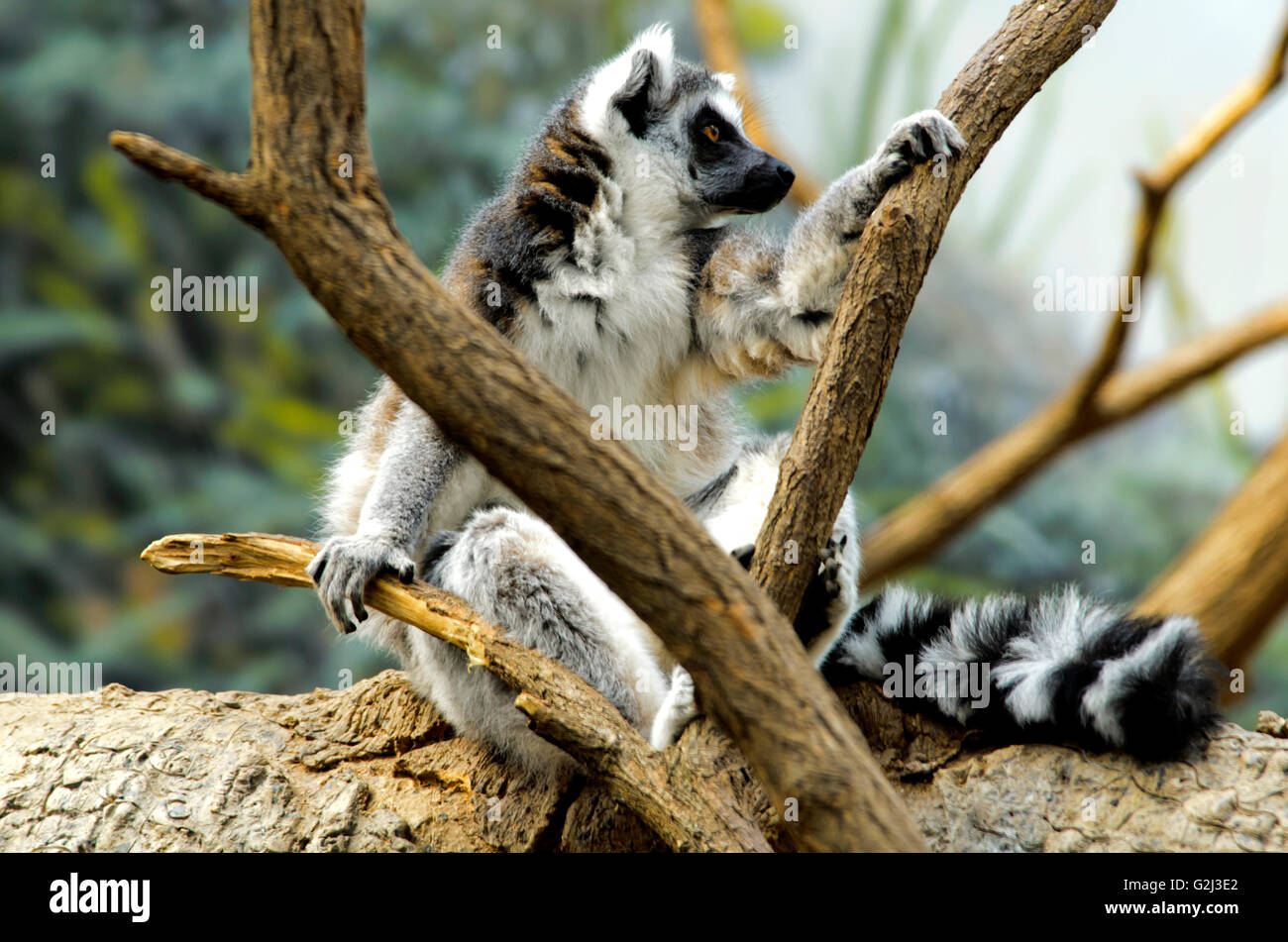 Untitled Document en captivité Banque D'Images