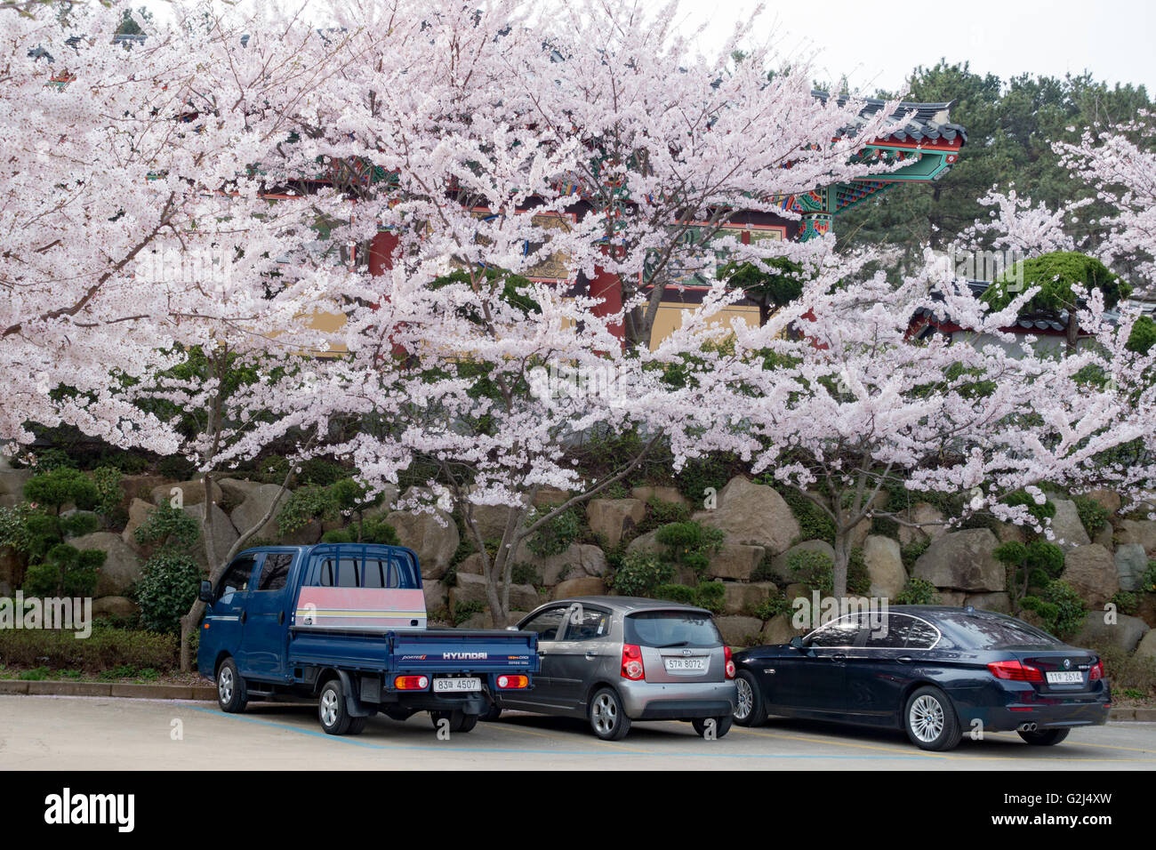 Les fleurs de cerisier surplombent un parking à Busan, Corée du Sud. Banque D'Images