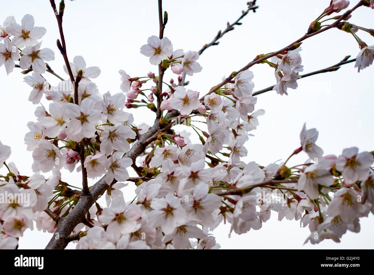 Libre de fleurs de cerisier, à Busan en Corée du Sud Banque D'Images